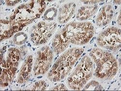 Invitrogen BAIAP2 Monoclonal Antibody (OTI8G8) 100 &mu;L; Unconjugated:Antibodies,