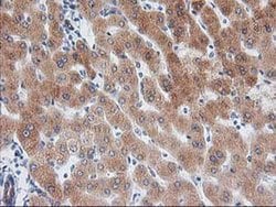 Invitrogen BAIAP2 Monoclonal Antibody (OTI8G8) 100 &mu;L; Unconjugated:Antibodies,