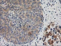Invitrogen BAIAP2 Monoclonal Antibody (OTI8G8) 100 &mu;L; Unconjugated:Antibodies,