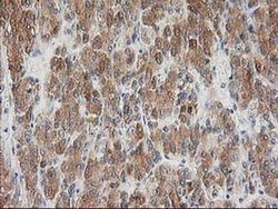 Invitrogen BAIAP2 Monoclonal Antibody (OTI8G8) 100 &mu;L; Unconjugated:Antibodies,