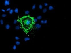 Invitrogen PDE1B Monoclonal Antibody (OTI6B9) 100 &mu;L; Unconjugated:Antibodies,
