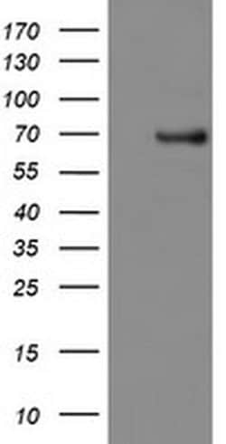 Invitrogen PDE1B Monoclonal Antibody (OTI6B9) 100 &mu;L; Unconjugated:Antibodies,