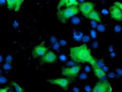 Invitrogen NEK9 Monoclonal Antibody (OTI1H1) 100 &mu;L; Unconjugated:Antibodies,