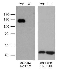 Invitrogen NEK9 Monoclonal Antibody (OTI1H1) 100 &mu;L; Unconjugated:Antibodies,