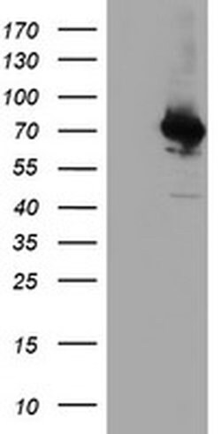 Invitrogen CoA Synthase Monoclonal Antibody (OTI3B3) 100 &mu;L; Unconjugated:Antibodies,