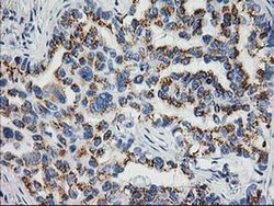 Invitrogen Nudel Monoclonal Antibody (OTI4E5) 100 &mu;L; Unconjugated:Antibodies,