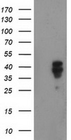 Invitrogen Nudel Monoclonal Antibody (OTI4E5) 100 &mu;L; Unconjugated:Antibodies,