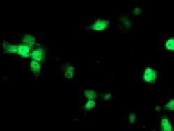Invitrogen Nudel Monoclonal Antibody (OTI5E11) 100 &mu;L; Unconjugated:Antibodies,