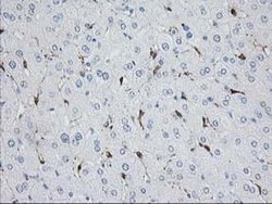 Invitrogen Nudel Monoclonal Antibody (OTI5E11) 100 &mu;L; Unconjugated:Antibodies,