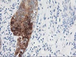 Invitrogen Nudel Monoclonal Antibody (OTI5E11) 100 &mu;L; Unconjugated:Antibodies,