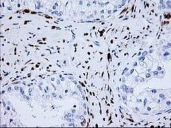 Invitrogen Nudel Monoclonal Antibody (OTI5E11) 100 &mu;L; Unconjugated:Antibodies,