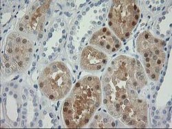 Invitrogen Nudel Monoclonal Antibody (OTI5E11) 100 &mu;L; Unconjugated:Antibodies,