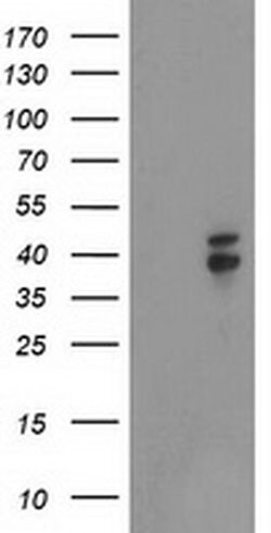 Invitrogen Nudel Monoclonal Antibody (OTI5E11) 100 &mu;L; Unconjugated:Antibodies,