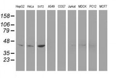 Invitrogen Nudel Monoclonal Antibody (OTI5E11) 100 &mu;L; Unconjugated:Antibodies,