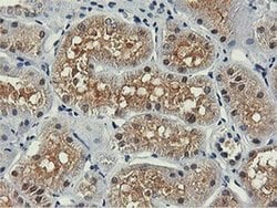 Invitrogen PNPO Monoclonal Antibody (OTI1H9) 100 &mu;L; Unconjugated:Antibodies,