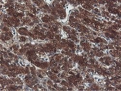Invitrogen PNPO Monoclonal Antibody (OTI1H9) 100 &mu;L; Unconjugated:Antibodies,