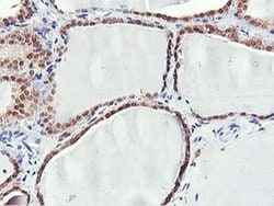 Invitrogen PNPO Monoclonal Antibody (OTI1H9) 100 &mu;L; Unconjugated:Antibodies,