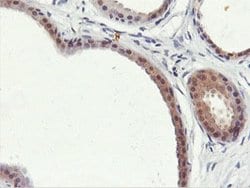 Invitrogen PNPO Monoclonal Antibody (OTI1H9) 100 &mu;L; Unconjugated:Antibodies,