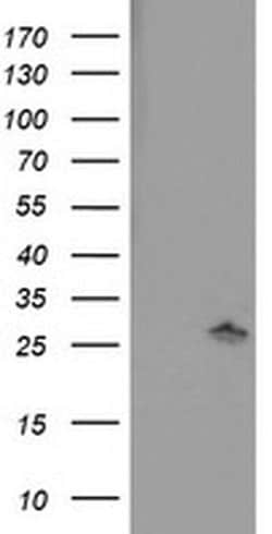 Invitrogen PNPO Monoclonal Antibody (OTI1H9) 100 &mu;L; Unconjugated:Antibodies,