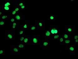 Invitrogen GTF2F1 Monoclonal Antibody (OTI1D5) 100 &mu;L; Unconjugated:Antibodies,