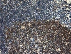 Invitrogen HSPBP1 Monoclonal Antibody (OTI1F3) 100 &mu;L; Unconjugated:Antibodies,