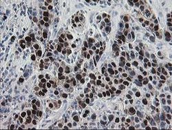 Invitrogen HSPBP1 Monoclonal Antibody (OTI1F3) 100 &mu;L; Unconjugated:Antibodies,