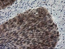 Invitrogen HSPBP1 Monoclonal Antibody (OTI1F3) 100 &mu;L; Unconjugated:Antibodies,