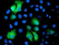 Invitrogen PGAM2 Monoclonal Antibody (OTI4E9) 100 &mu;L; Unconjugated:Antibodies,