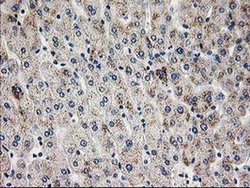 Invitrogen PGAM2 Monoclonal Antibody (OTI4E9) 100 &mu;L; Unconjugated:Antibodies,
