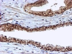 Invitrogen CYP17A1 Monoclonal Antibody (OTI3F11) 100 &mu;L; Unconjugated:Antibodies,