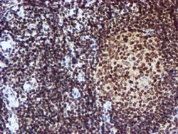 Invitrogen CYP17A1 Monoclonal Antibody (OTI3F11) 100 &mu;L; Unconjugated:Antibodies,