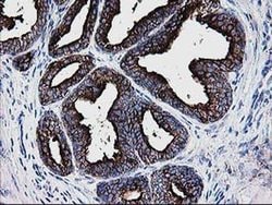 Invitrogen DTYMK Monoclonal Antibody (OTI1G8) 100 &mu;L; Unconjugated:Antibodies,