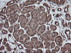 Invitrogen PNPO Monoclonal Antibody (OTI1G9) 100 &mu;L; Unconjugated:Antibodies,