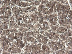 Invitrogen PNPO Monoclonal Antibody (OTI1G9) 100 &mu;L; Unconjugated:Antibodies,