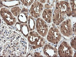 Invitrogen PNPO Monoclonal Antibody (OTI1G9) 100 &mu;L; Unconjugated:Antibodies,