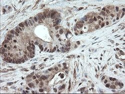 Invitrogen PNPO Monoclonal Antibody (OTI1G9) 100 &mu;L; Unconjugated:Antibodies,