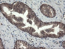 Invitrogen PNPO Monoclonal Antibody (OTI1G9) 100 &mu;L; Unconjugated:Antibodies,