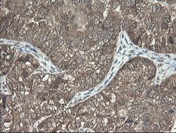 Invitrogen PNPO Monoclonal Antibody (OTI1G9) 100 &mu;L; Unconjugated:Antibodies,