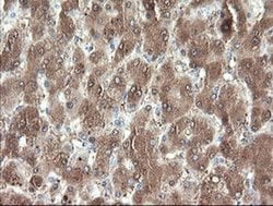 Invitrogen PNPO Monoclonal Antibody (OTI1G9) 100 &mu;L; Unconjugated:Antibodies,