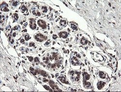 Invitrogen PNPO Monoclonal Antibody (OTI1G9) 100 &mu;L; Unconjugated:Antibodies,