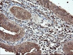 Invitrogen PNPO Monoclonal Antibody (OTI1G9) 100 &mu;L; Unconjugated:Antibodies,