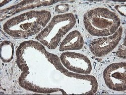 Invitrogen PNPO Monoclonal Antibody (OTI1G9) 100 &mu;L; Unconjugated:Antibodies,