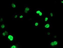 Invitrogen UNG Monoclonal Antibody (OTI1A11) 100 &mu;L; Unconjugated:Antibodies,