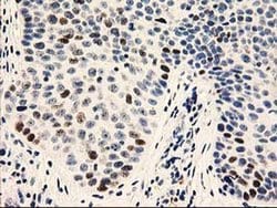 Invitrogen UNG Monoclonal Antibody (OTI1A11) 100 &mu;L; Unconjugated:Antibodies,