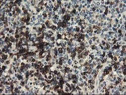 Invitrogen UNG Monoclonal Antibody (OTI1A11) 100 &mu;L; Unconjugated:Antibodies,