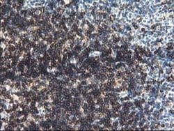 Invitrogen UNG Monoclonal Antibody (OTI1A11) 100 &mu;L; Unconjugated:Antibodies,