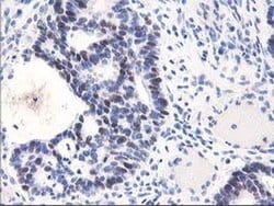 Invitrogen UNG Monoclonal Antibody (OTI1A11) 100 &mu;L; Unconjugated:Antibodies,