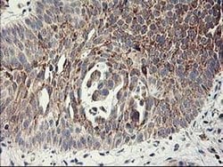 Invitrogen MTFMT Monoclonal Antibody (OTI1C1) 100 &mu;L; Unconjugated:Antibodies,