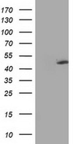 Invitrogen MTFMT Monoclonal Antibody (OTI1C1) 100 &mu;L; Unconjugated:Antibodies,