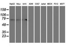 Invitrogen MTFMT Monoclonal Antibody (OTI1C1) 100 &mu;L; Unconjugated:Antibodies,